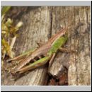 Chorthippus parallelus - Gemeiner Grashuepfer w01.jpg